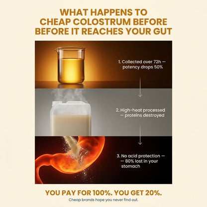 Colostrum Powder